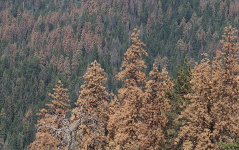 Dead pine and fir trees in Sequoia National Park during the recent California drought.